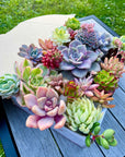 Assorted Succulent Cuttings - 30 Pieces