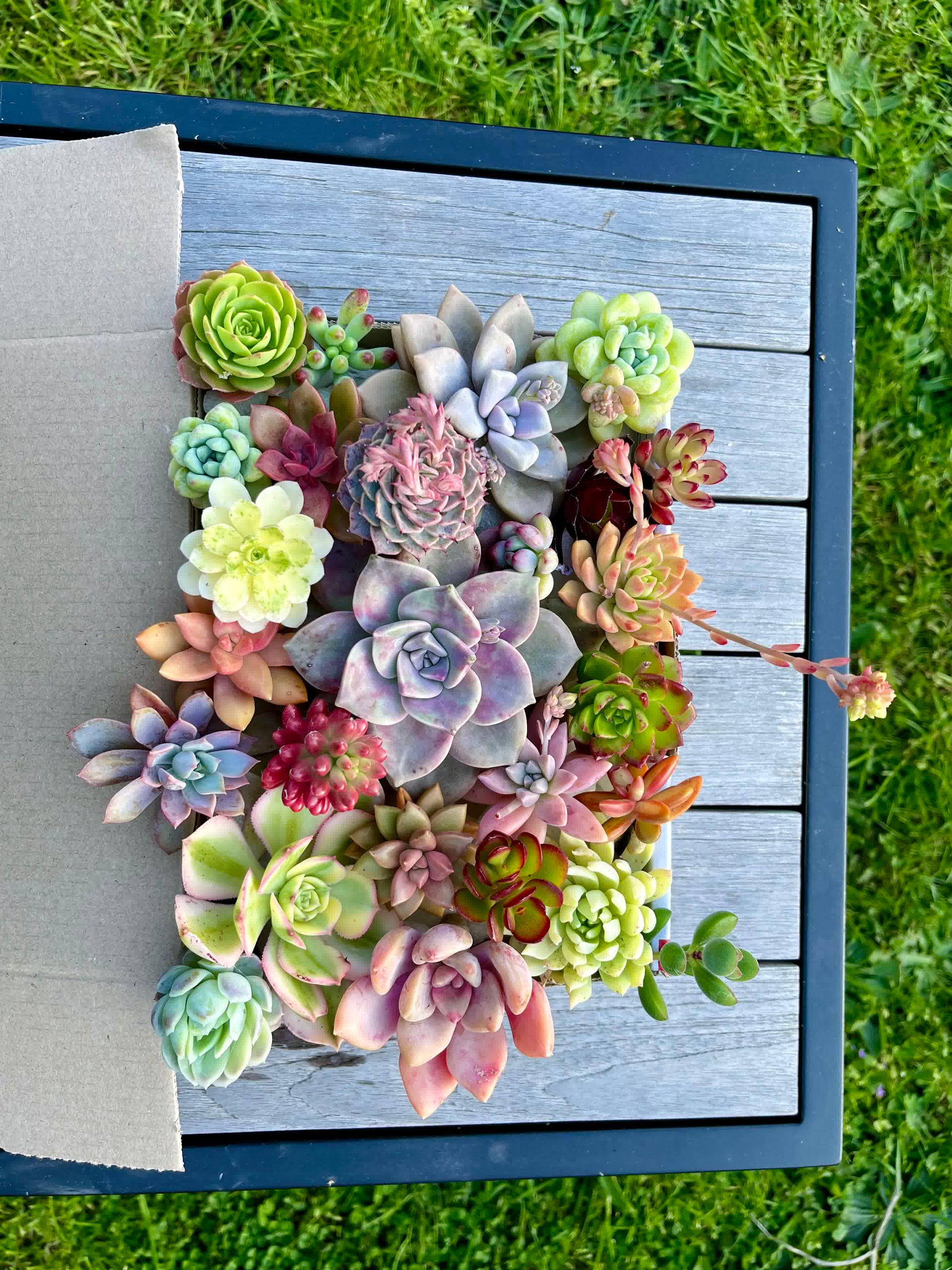 Assorted Succulent Cuttings - 30 Pieces