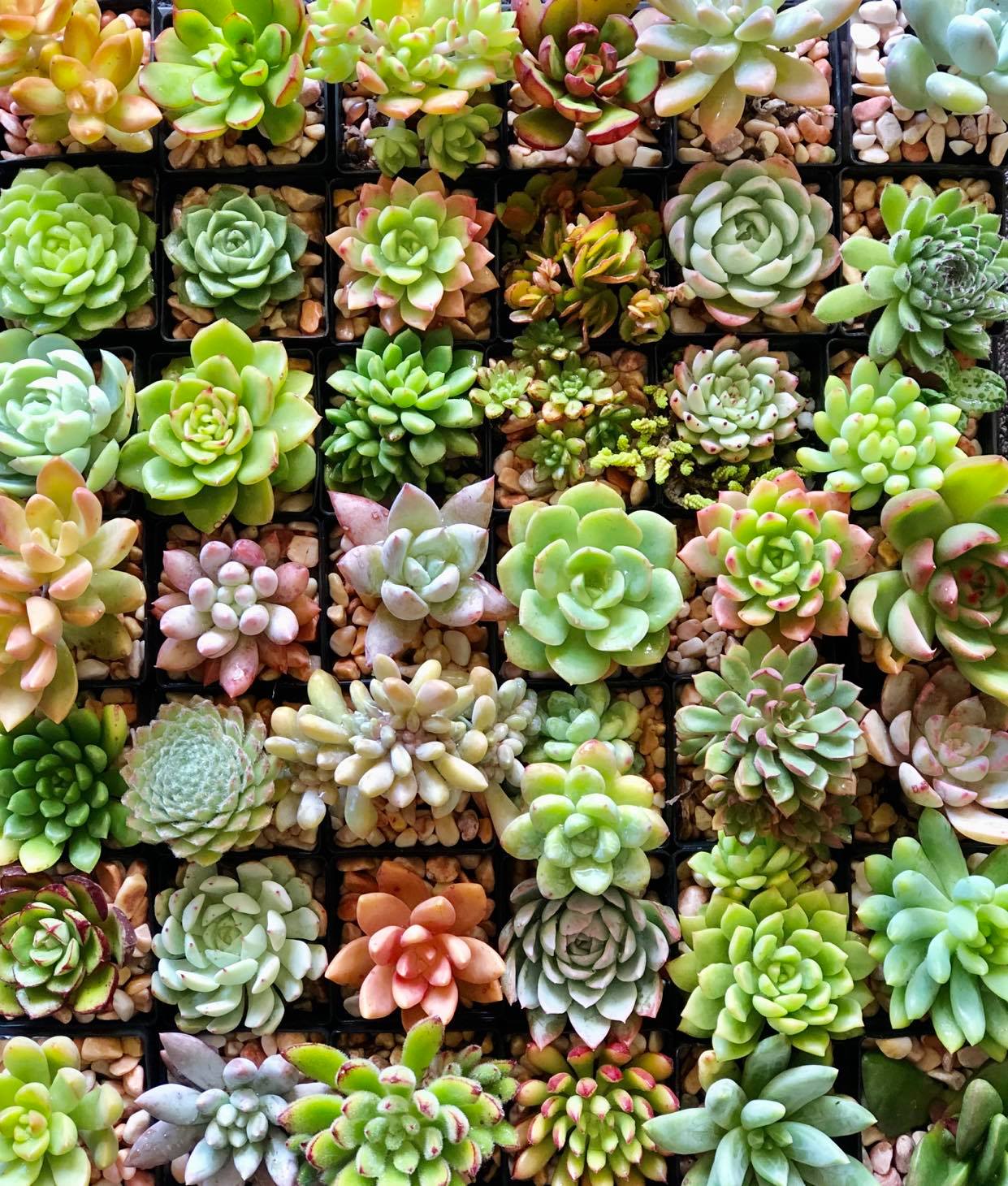 How to Grow Succulents: A Beginner’s Guide to Growing and Caring for Succulent Plants