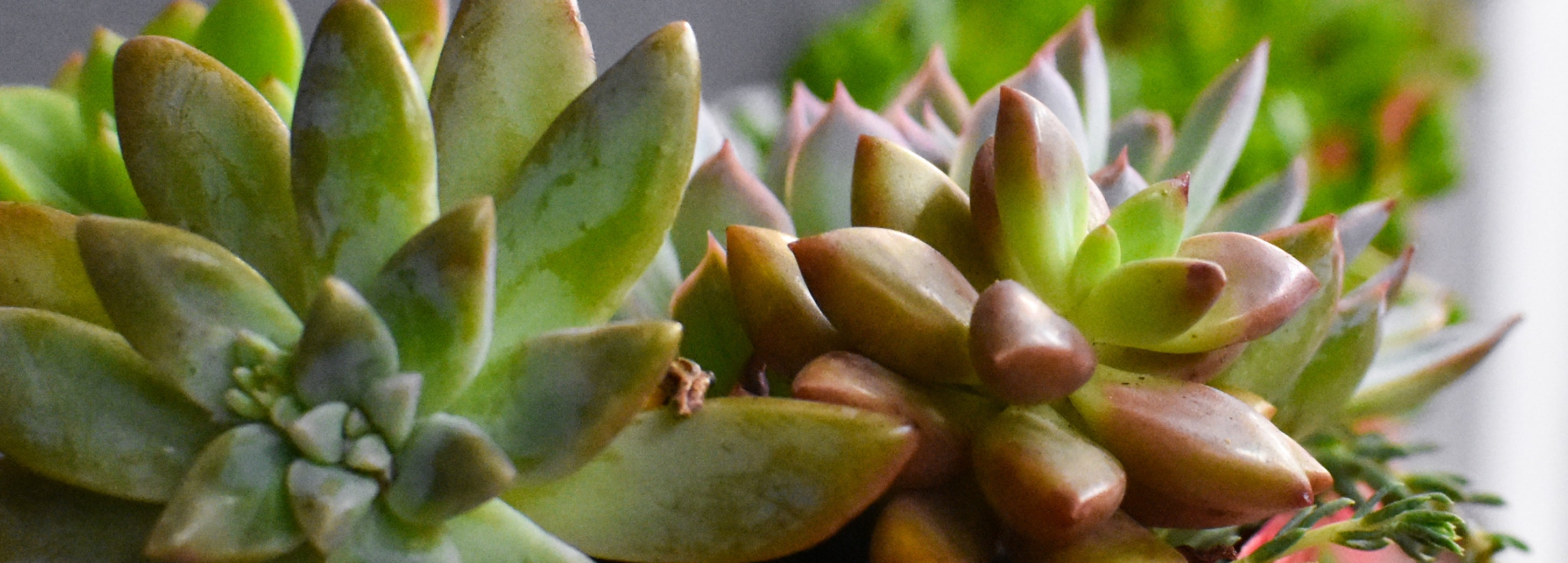 The Life of a Succulent: How to Care for and Nurture These Resilient but Vulnerable Plants