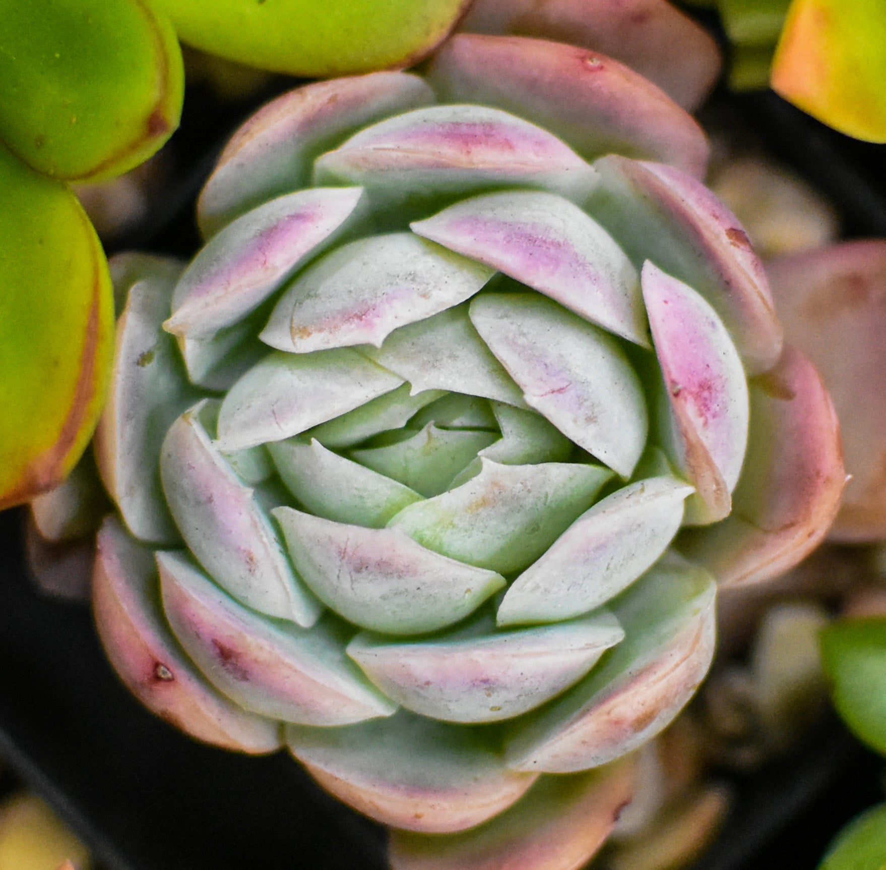Best Soil for Succulents: How to Choose the Right Potting Mix for Your Succulent Plants