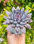 Echeveria Black Crystal ( Echeveria NightFall hybrid) Succulent