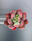 Echeveria Alata Succulent