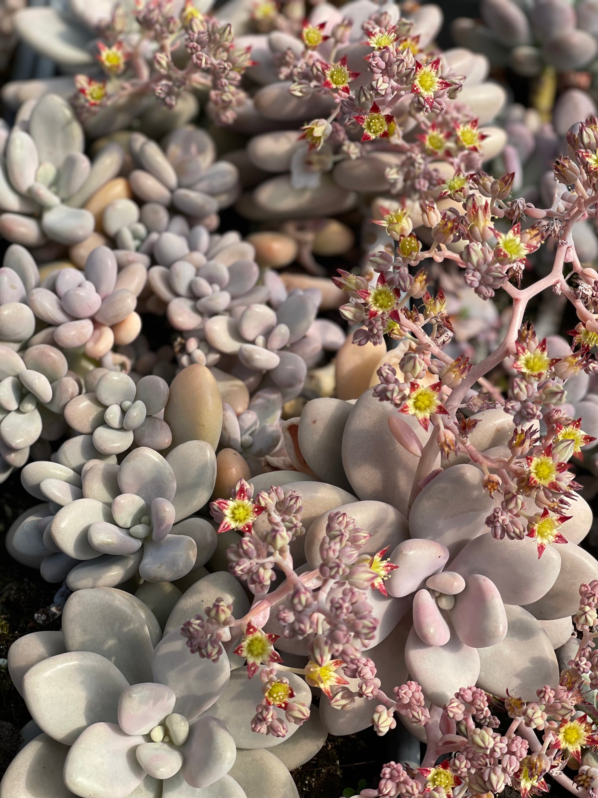 Graptopetalum Amethystinum - Lavender Pebbles Succulent