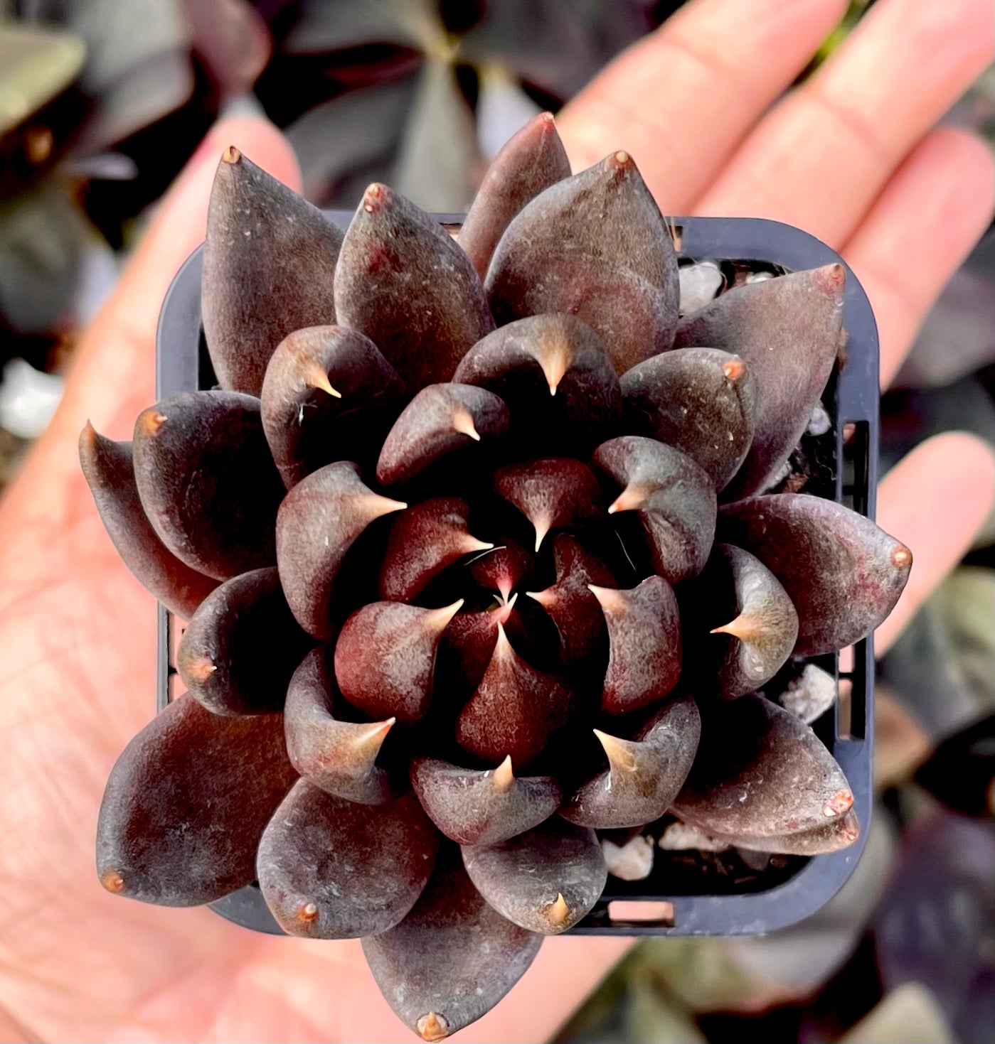 Echeveria Black Prince Succulent