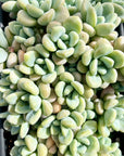 Graptopetalum Amethystinum (Lavender Pebble) X Sedum Clavatum Hybrid Succulent