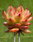 Echeveria Frank Reinelt Succulent