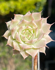 Echeveria Halbingeri Variegated Succulent