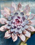 Echeveria Black Crystal ( Echeveria NightFall hybrid) Succulent