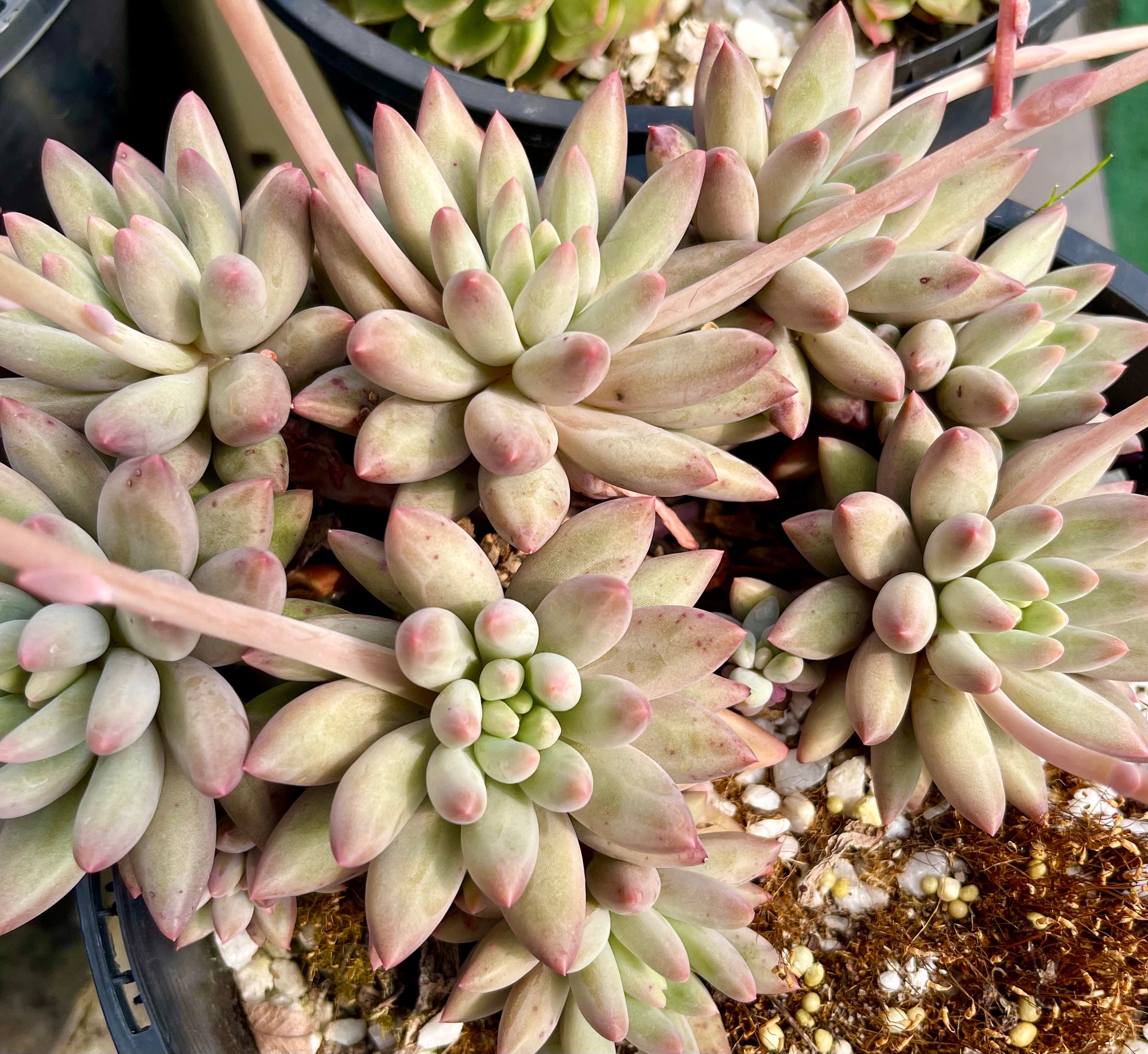 Pachyphytum Red Dragon Fly Succulent