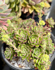 Echeveria Joan Daniels Succulent