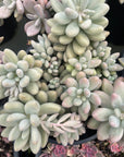 Graptopetalum Loves In Pink Succulent