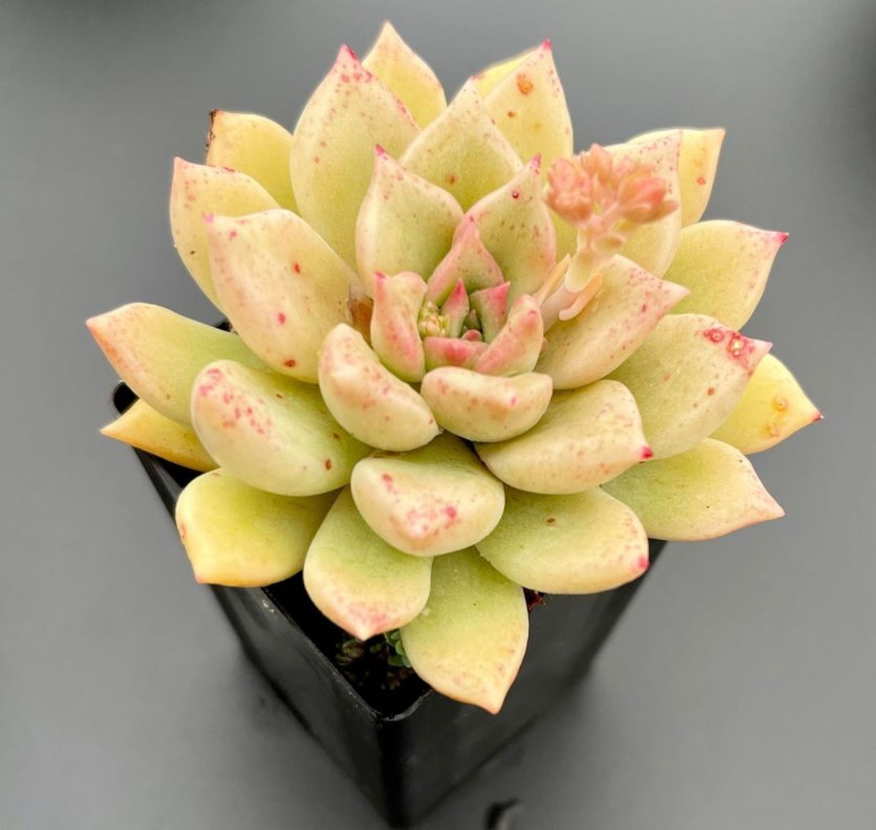 Echeveria Arzee Succulent