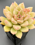 Echeveria Arzee Succulent