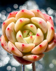 Echeveria Bella Donna Succulent