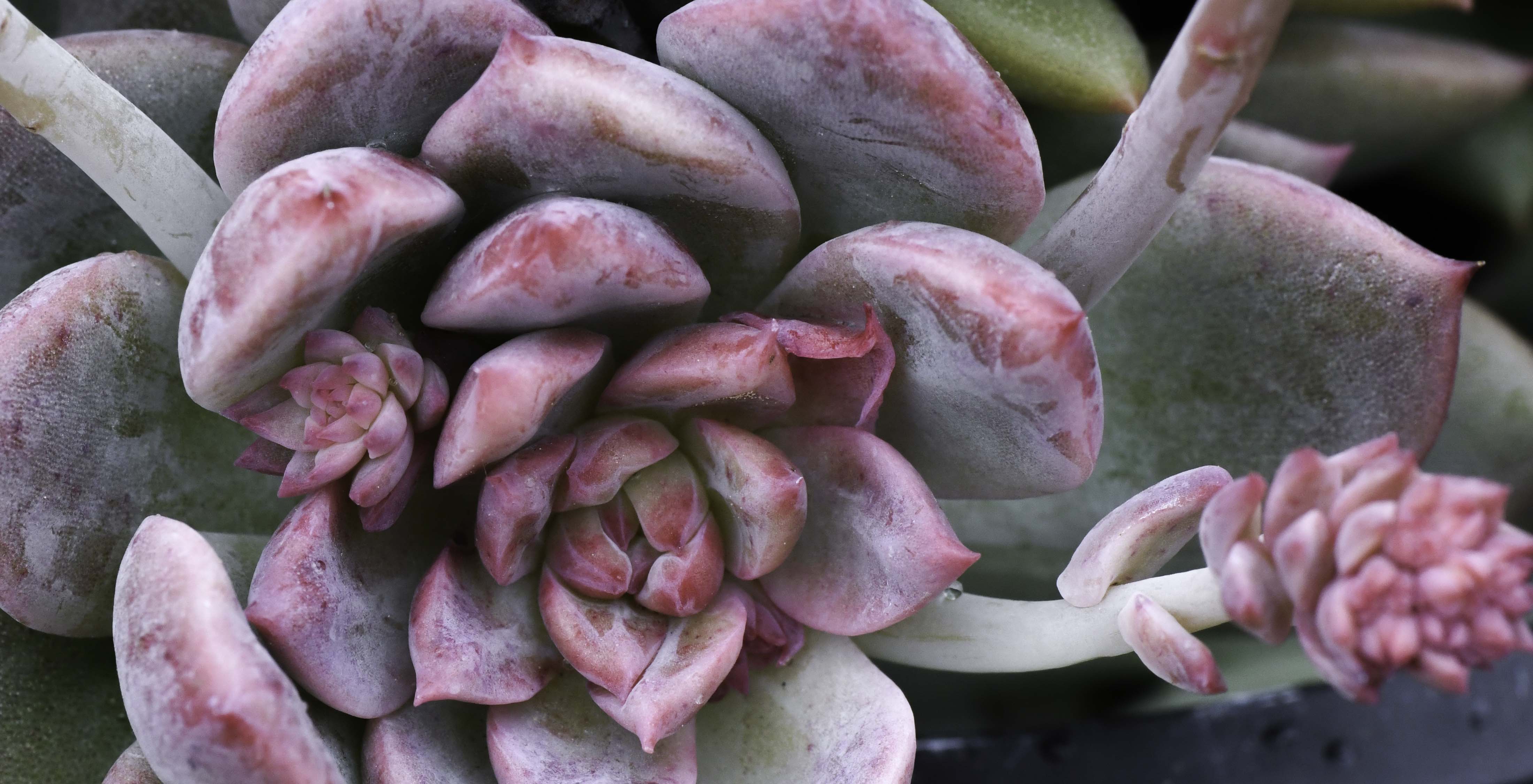 Flowers of succulent plants are  gorgeous