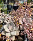 Graptopetalum Amethystinum - Lavender Pebbles Succulent
