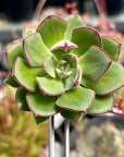Echeveria Joan Daniels Succulent