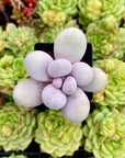 Pachyphytum Candy Succulent