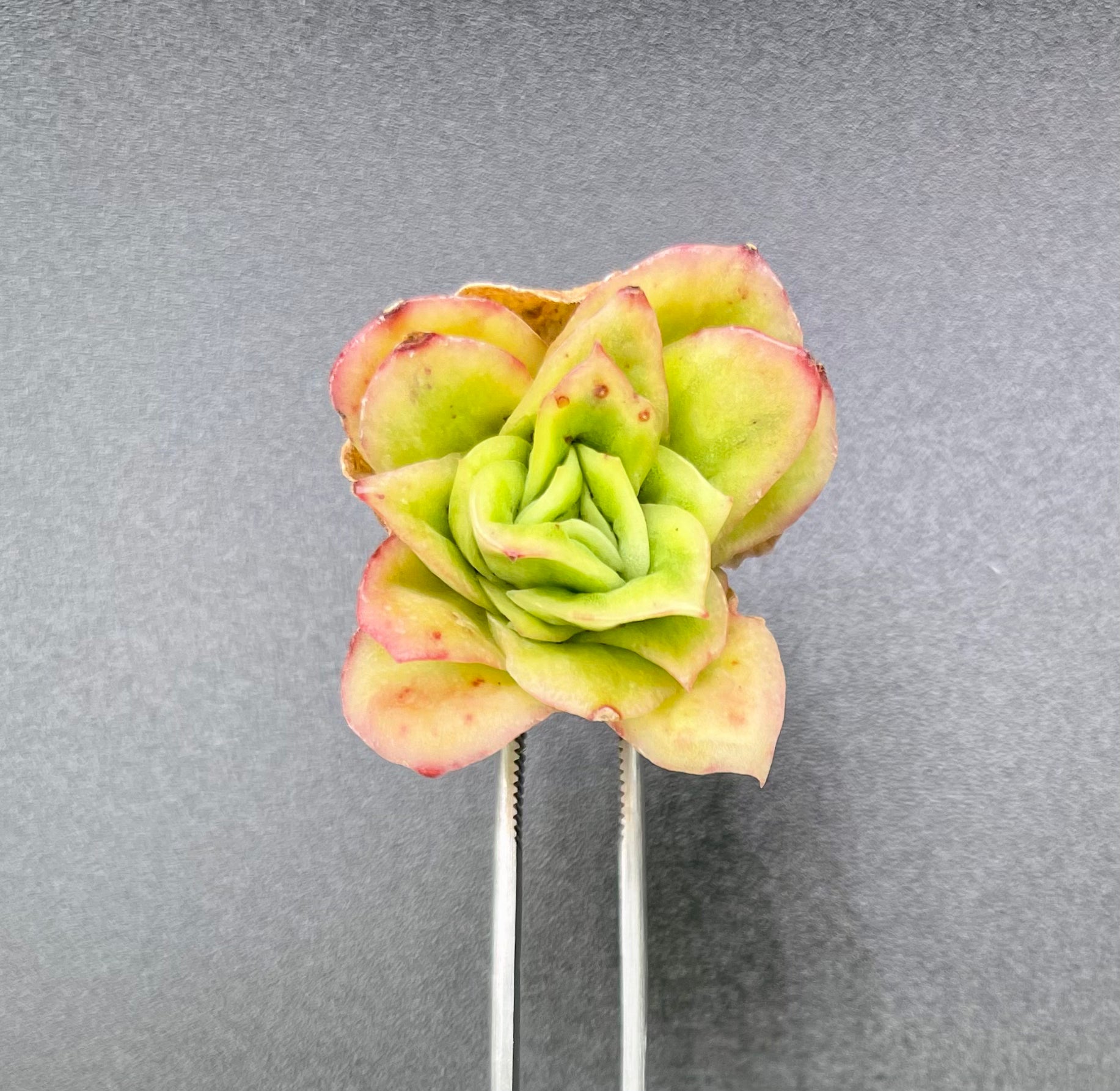 Echeveria Ice Rose Variegated Succulent