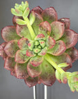 Pachyveria Cv Paradoxa Succulent
