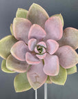 Graptoveria Debbie Succulent