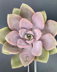Graptoveria Debbie Succulent
