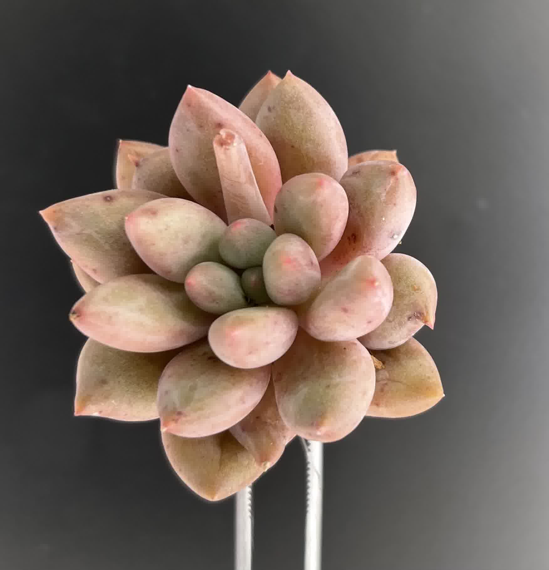 Pachyphytum Red Dragon Fly Succulent