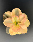 Echeveria Primadonna Variegated Succulent