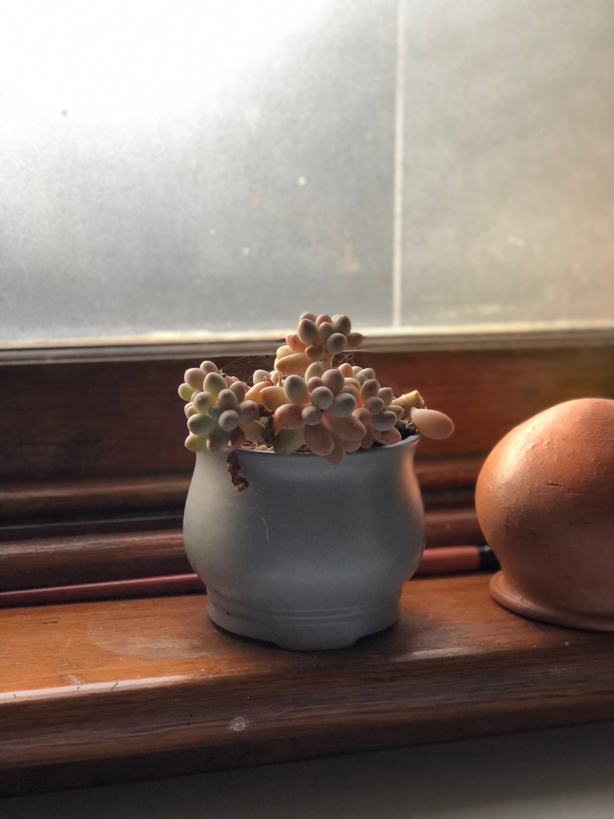 Pachyphytum &#39;Egg Tart&#39; Succulent