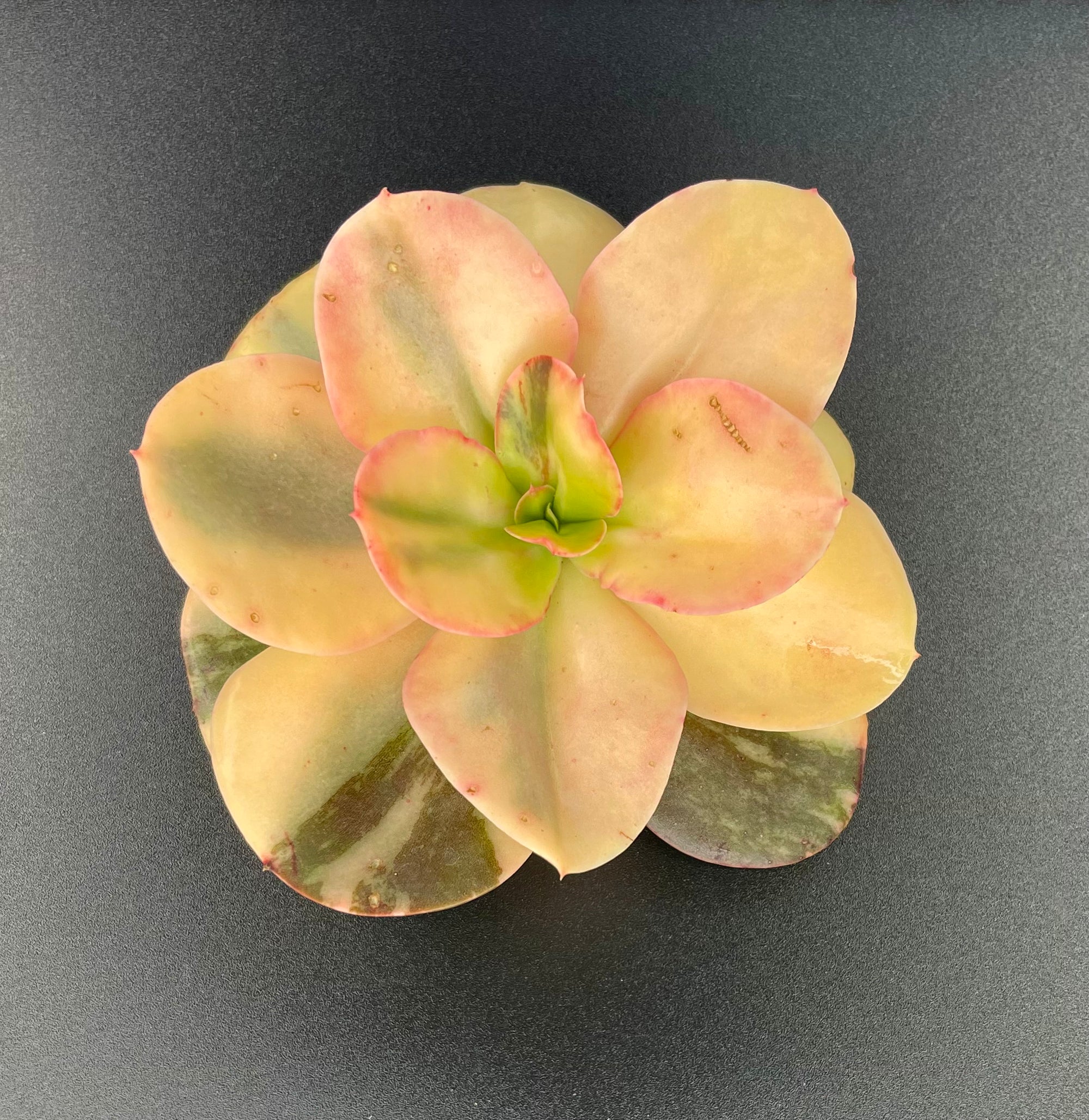 Echeveria Primadonna Variegated Succulent