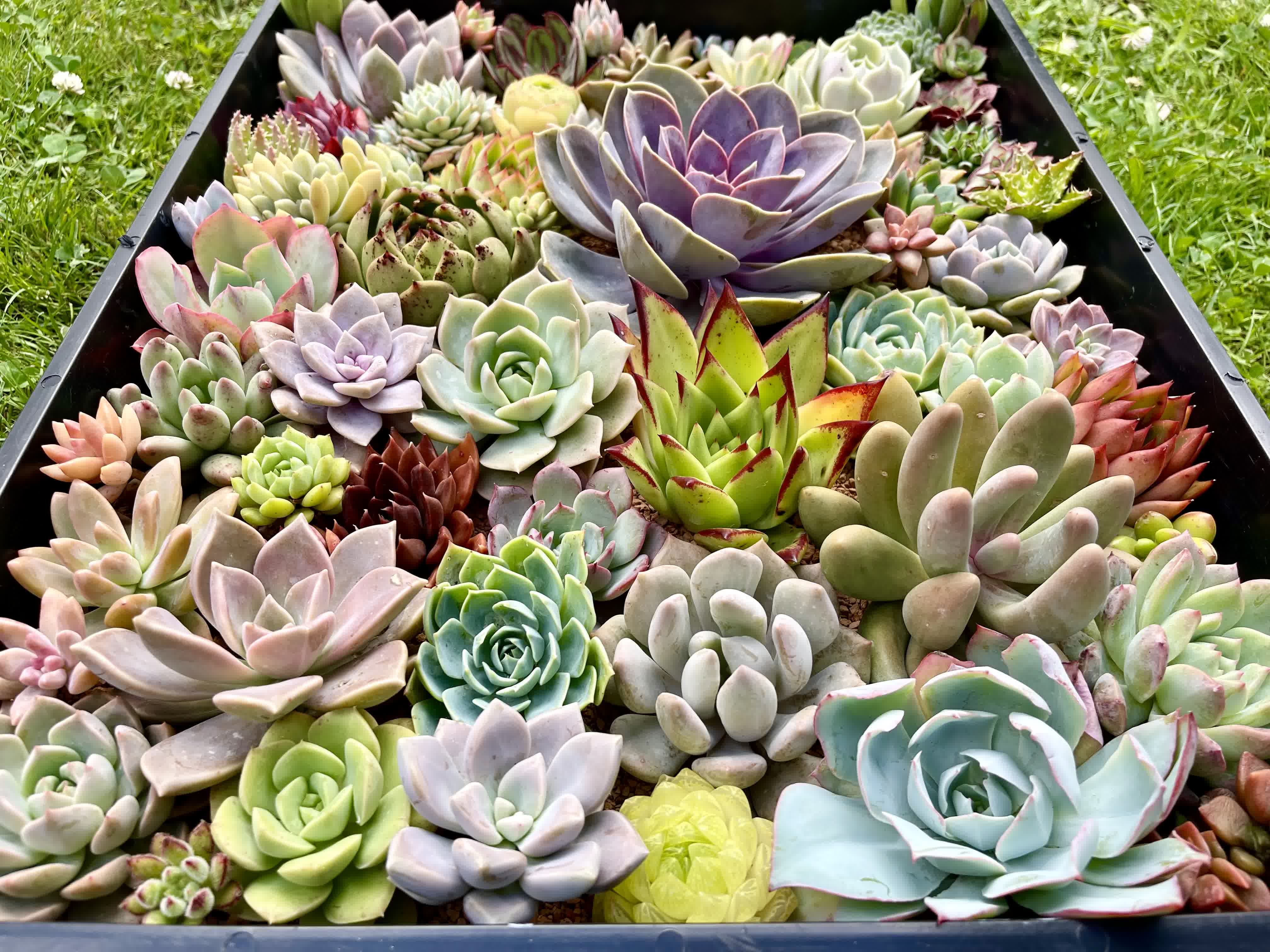 Assorted Succulent Cuttings - 80 Pieces