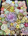 Assorted Succulent Cuttings - 80 Pieces