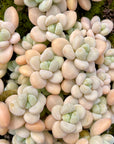 Graptopetalum Amethystinum (Lavender Pebble) X Sedum Clavatum Hybrid Succulent