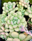 Echeveria Omega Succulent