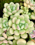 Echeveria Omega Succulent