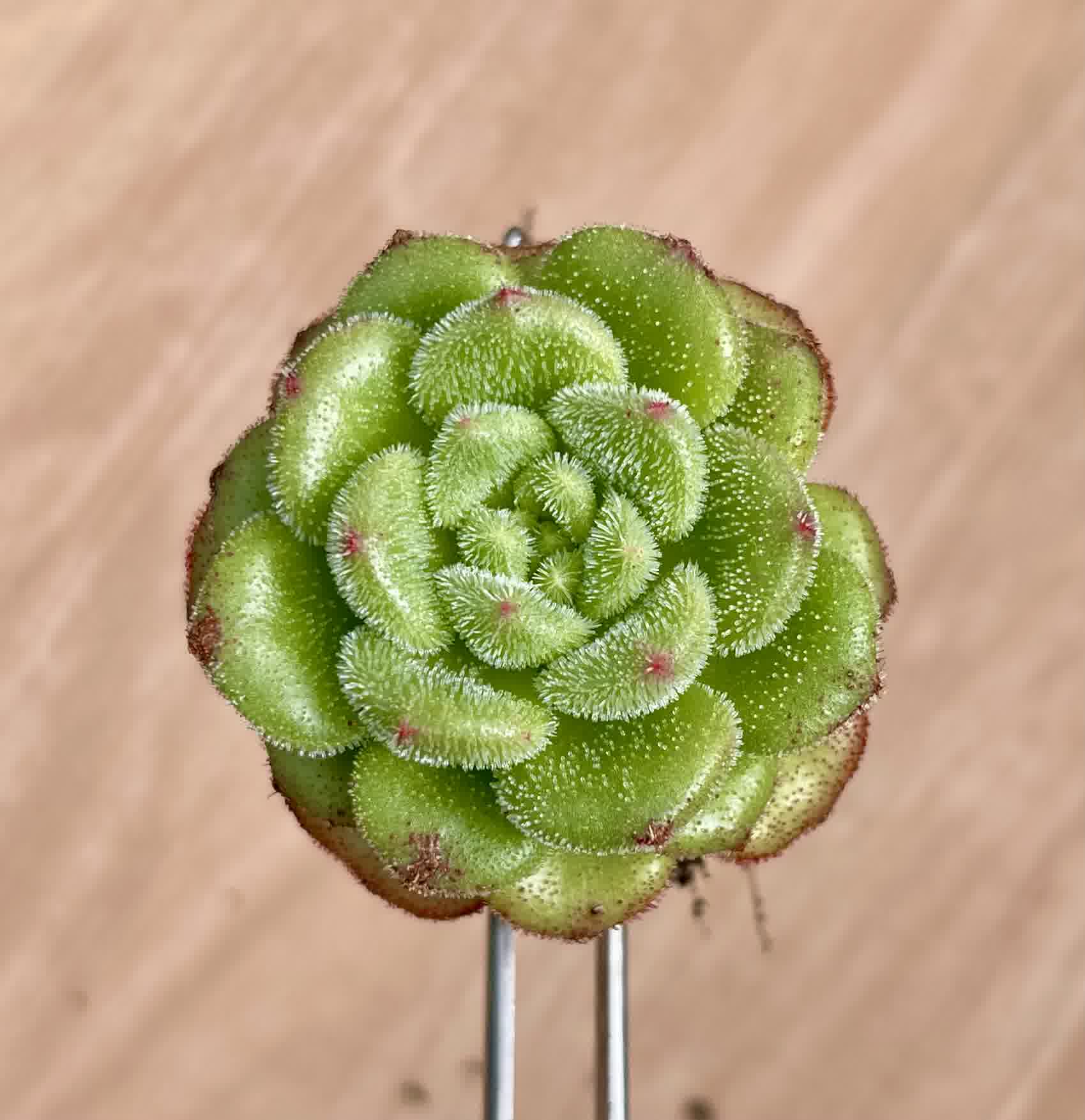 Echeveria Carol Succulent