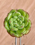Echeveria Carol Succulent