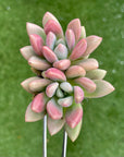 Graptoveria Pink Donna Succulent