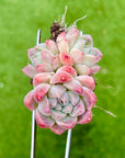 Echeveria Alba Beauty Succulent