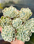 Echeveria Secunda Glauca 'Lenore Dean' Variegated Succulent