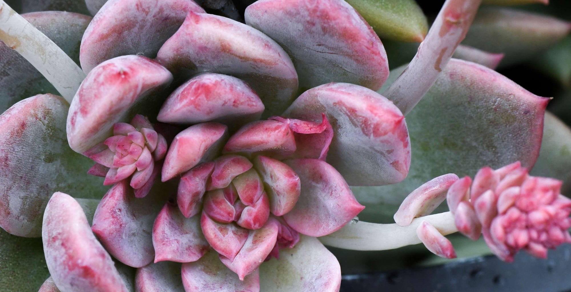Close-up of a pink-tinged succulent with layered petals, showcasing its intricate pattern and texture