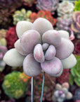 Puffy white succulent with soft pink accents surrounded by a colorful variety of succulents in the background